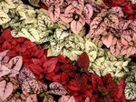 フォト 観賞植物 水玉工場、そばかす顔 緑豊かな観葉植物 (Hypoestes), 赤