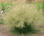 Kuoduotųjų Hairgrass (Aukso Hairgrass)
