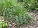 fotografie Plante Ornamentale Hairgrass Smocuri (Hairgrass De Aur) cereale (Deschampsia caespitosa), verde deschis
