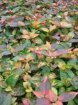 fénykép Dísznövény Alternanthera leveles dísznövények , sokszínű