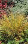 fotografie Plante Ornamentale Coada Iarbă Fazan, A Pene Iarbă, Iarba Vântului Nou Zealand cereale (Anemanthele lessoniana, Stipa arundinacea), roșu