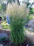 Photo Ornamental Plants Feather reed grass, Striped feather reed cereals (Calamagrostis), green