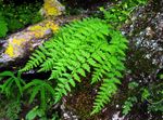 Foto Dekorative Pflanzen Woodsia farne , grün