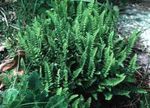 fotografie Dekoratívne rastliny Kapradinka paprade (Woodsia), zelená