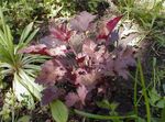 Bilde Prydplanter Heuchera, Korall Blomst, Korall Bjeller, Alumroot grønne pryd , burgunder, claret