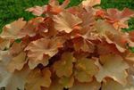Фото Декоративные Растения Гейхера декоративно-лиственные (Heuchera), коричневый
