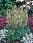 fotografie Plante Ornamentale Heuchera, Floare De Coral, Clopote De Corali, Alumroot plante ornamentale cu frunze , verde