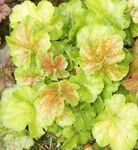 Foto Dekoratiivtaimede Heuchera, Korallid Lill, Korallid Kellad, Alumroot lehtköögiviljad ilutaimed , heleroheline