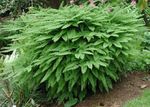 Фото Декоративні Рослини Адиантум папортнікі (Adiantum), зелений