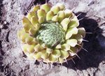照 观赏植物 傻瓜的帽子 绿叶观赏植物 (Orostachys), 黄