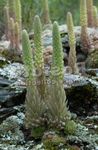 Fil Dekorativa Växter Dunce Luvor dekorativbladiga (Orostachys), ljus-grön