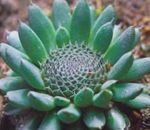 фотографија Украсне Биљке Капе Дунце Је декоративно лиснато (Orostachys), зелен