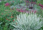 Photo des plantes décoratives Ruban Herbe, L'alpiste Roseau, Les Jarretières De Jardinier des céréales (Phalaroides), panaché