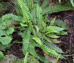 foto Le piante ornamentali Blechnum felci , verde