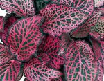 foto Le piante ornamentali Bloodleaf, Ventriglio Di Pollo ornamentali a foglia (Iresine), variegato