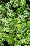 снимка Декоративни растения Bloodleaf, Пилешки Воденички декоративни листни (Iresine), зелен