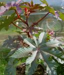 fénykép Ricinus, Ricinusolaj Növény, Mol Bab, Higuera Pokoli leveles dísznövények , bordó