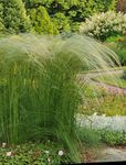Фото Сәндік өсімдіктер Селеулі жарма (Stipa pennata), жарығы жасыл