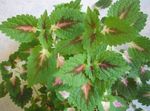 Foto Dekoratiivtaimede Kirinõges, Leek Nõges lehtköögiviljad ilutaimed (Coleus), roheline