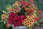 フォト 観賞植物 コリウス、炎イラクサ、塗装イラクサ 緑豊かな観葉植物 (Coleus), 多色