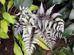 Фото Декоративные Растения Кочедыжник папортники (Athyrium), серебристый