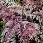 Foto Prydplanter Lady Bregne, Japansk Malet Bregne (Athyrium), bordeaux, claret