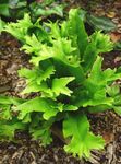სურათი დეკორატიული მცენარეები Hart ენა Fern გვიმრები (Phyllitis scolopendrium), მწვანე