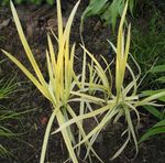 fotografie Dekoratívne rastliny Pruhované Manna Tráva, Trstina Manna Tráva vodny (Glyceria), žltá