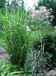 Foto Dekorative Pflanzen Eulalia, Geburts Gras, Zebragras, Chinaschilf getreide (Miscanthus sinensis), mannigfaltig