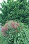 Photo Ornamental Plants Eulalia, Maiden Grass, Zebra Grass, Chinese Silvergrass cereals (Miscanthus sinensis), green