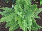 Фото Декоративные Растения Многорядник папортники (Polystichum), зеленый