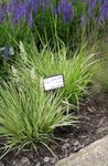 Foto Dekoratiivtaimede Lilla Moor Grass teravilja (Molinia caerulea), roheline