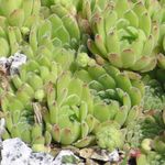 Фото Сәндік өсімдіктер Жасарған шырынды (Sempervivum), жарығы жасыл