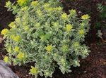 снимка Декоративни растения Възглавница Млечка декоративни листни (Euphorbia polychroma), жълт