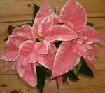 fotografie Dekoratívne rastliny Vianočné Hviezda, Noche Buena, , Vianočné Kvetina dekoratívne a listnaté (Euphorbia pulcherrima), pestrofarebný
