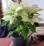 照 观赏植物 一品红，晚报布埃纳，圣诞花 绿叶观赏植物 (Euphorbia pulcherrima), 白