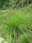フォト 観賞植物 スゲ 緑豊かな観葉植物 (Carex), 緑色