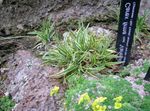 fotografie Dekoratívne rastliny Carex traviny , zelená