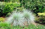 フォト 観賞植物 ニュージーランドヘアスゲ コーンフレーク (Carex), 銀色