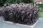 fotografie Plante Ornamentale Iarbă Fântână Chineză, Pennisetum cereale , visiniu, bordo