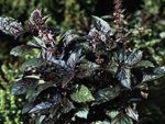 Foto Dekorative Pflanzen Basilikum dekorative-laub (Ocimum basilicum), dunkel-grün