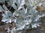 снимка Декоративни растения Див Пелин Джудже декоративни листни (Artemisia), златист