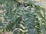 Bilde Prydplanter Honning Locust (Gleditsia), grønn