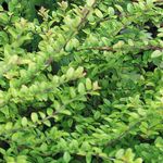 照 观赏植物 灌木金银花，金银花箱，盒叶忍冬 (Lonicera nitida), 绿