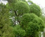 foto Plantas Ornamentais Salgueiro (Salix), luz verde