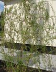 フォト 観賞植物 柳 (Salix), 緑色