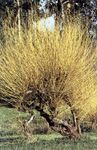 fotografie Dekorativní rostliny Vrba (Salix), žlutý