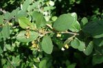 fénykép Dísznövény Hedge Madárbirs, Európai Madárbirs (Cotoneaster), zöld