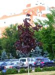 Фото Декоративные Растения Клен (Acer), бордовый