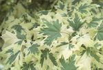 φωτογραφία Διακοσμητικά φυτά Σφεντάμι (Acer), ποικιλόχρωμος